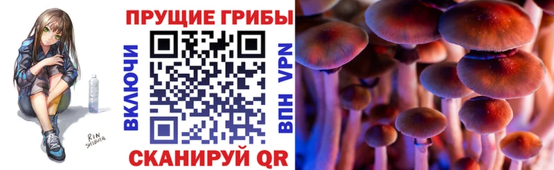 Галлюциногенные грибы Psilocybe Ефремов